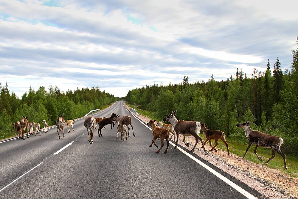 Accident season with deer and elk